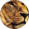 Leo Malik profile picture